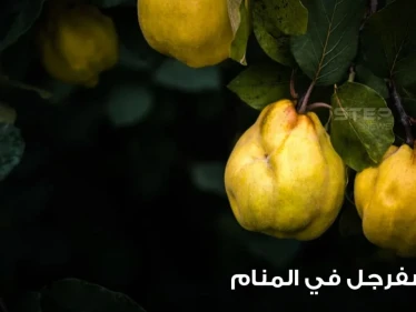 رؤية السفرجل في المنام وقطافها وجمعها وعصرها عند المعبرين