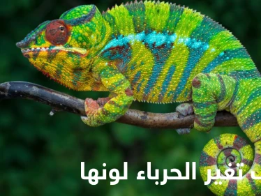 كيف تغير الحرباء لونها ومتى تفعل ذلك.. إليك حقائق مدهشة عن حياتها