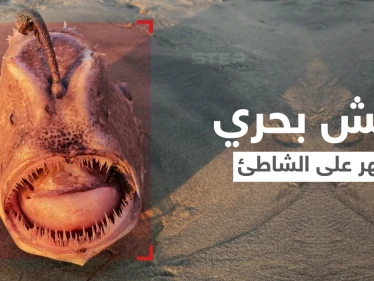 شاهد|| وحش بحري يمتلك خطماً مضيئاً لإغراء الأسماك الصغيرة وافتراسها يظهر على أحد الشواطئ