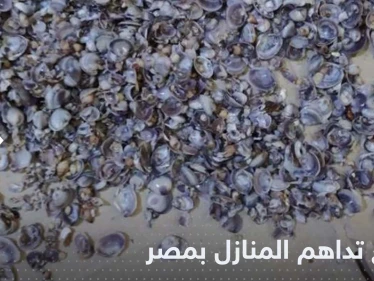 قواقع بحرية تداهم المنازل في مصر والسلطات تتحرك