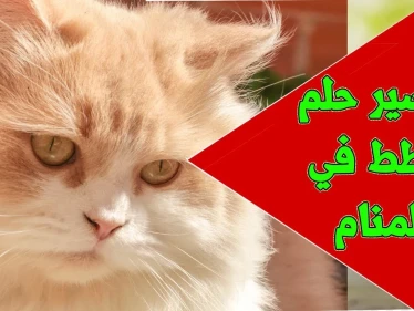 تفسير رؤيه القطط في المنام