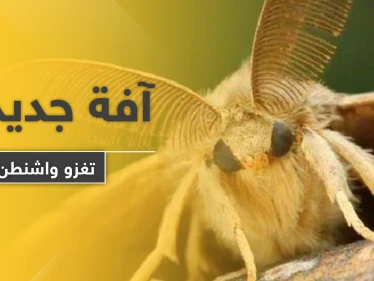 بعد كورونا والدبابير القاتلة.. آفة جديدة تهاجم واشنطن