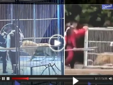 أسدان يهربان من السيرك وقت العرض.. شاهد ردة فعل الجمهور (فيديو)