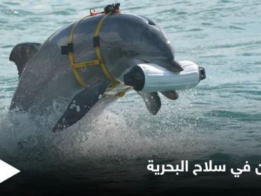 تجنيد الدلافين في سلاح البحرية.. من أغرب المشاريع السرية في أمريكا