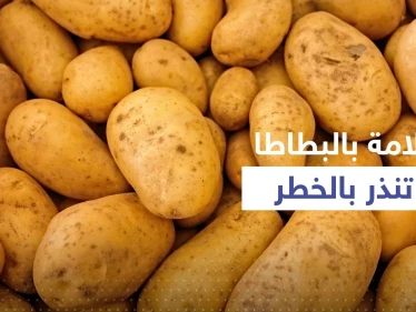 بالفيديو|| علامة في البطاطس تنذر بالخطر.. احذر تناولها قد تسبب التسمم