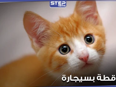 بالفيديو|| شاب يقوم بحرق قط بسيجارته وهو يضحك وآخر يركله بقدمه.. وأصوات تنادي بمحاسبتهما