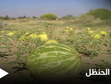 شديد المرارة لكنه كنز للصحة.. تعرف على فوائد الحنظل لعلاج السكري والسرطان والوقاية من الفصال العظمي
