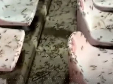 بعد انتشاره في مكة المكرمة.. بيان سعودي حول مخاطر الجراد النطاط على الإنسان والنبات