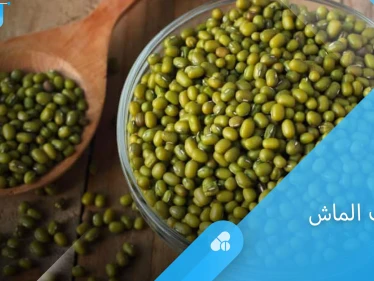 فوائد حبوب الماش للصحة وأضراره على الحامل والمصابين بأمراض الكلى