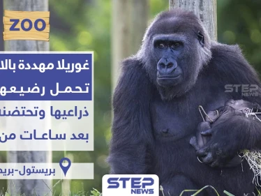 غوريلا مُهدّدة بالانقراض تحتضن رضيعها بين يديها بحنان بعد ساعات من ولادته