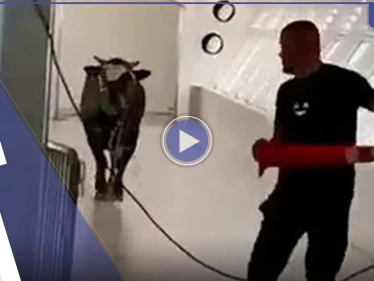 بالفيديو|| ثور يسطو على بنك إسرائيلي.. لقطات توثق نصف ساعة من الرعب