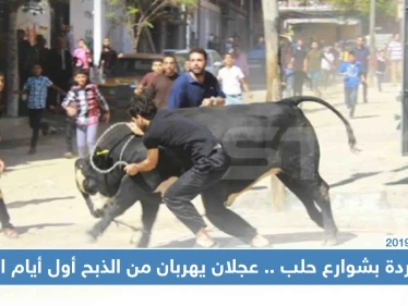مطاردة محتدمة بشوارع حلب.. عجلان يهربان من الذبح أول أيام العيد