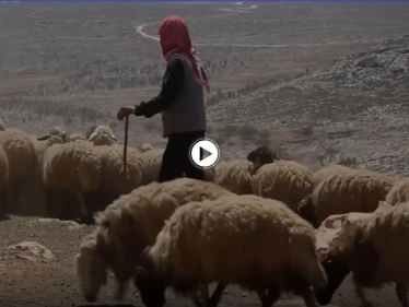 بالفيديو || بادية ريف حمص الشرقي مقصداً لمربي المواشي هرباً من تنظيم داعش