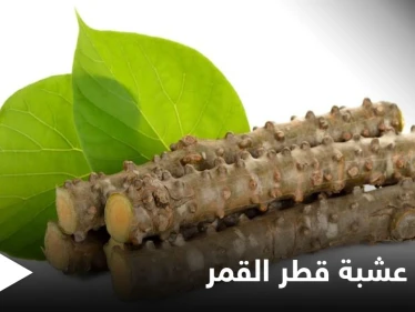 منها الفصام العظمي والجرب.. تعرف على الأمراض التي تعالجها عشبة قطر القمر والأضرار المحتملة لاستخدامها