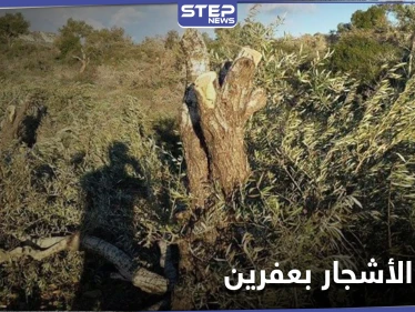للتدفئة والتجارة.. أشجار الزيتون بعفرين تقطعها فصائل من "الجيش الوطني"