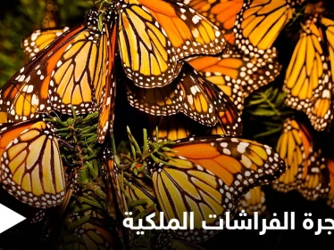 لغز هجرة الفراشات الملكية الذي حير العلماء ودورة حياتها الغريبة