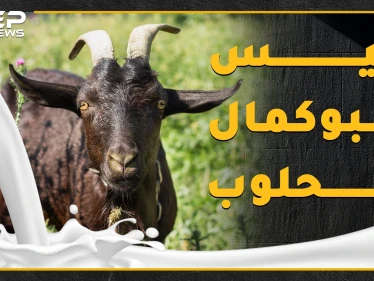 "تيس البوكمال الحلوب" سمعته عجزت عنها مشافي سوريا وامتلك هوية وبيان عائلي، ماذا تعرف عن حليب التيس المعجزة!؟