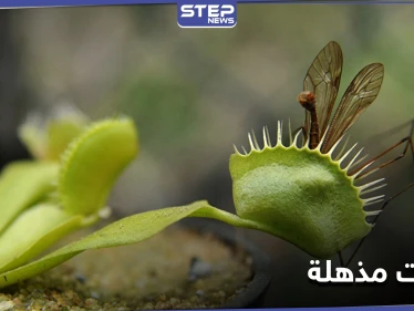 بقدرات يمتلكها البشر... نباتات المفترس "صائد الذباب" تدهش العلماء بقدراتها الفريدة