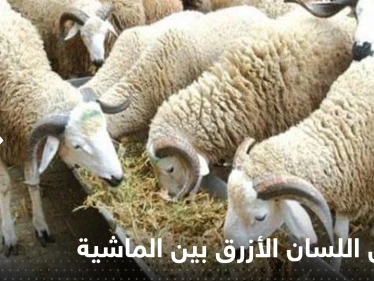 مرض اللسان الأزرق بين الماشية يظهر في بلد عربي.. والسلطات تتخذ إجراءات صارمة