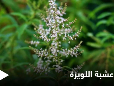 منها التنحيف وتقوية المناعة.. تعرف فوائد عشبة اللويزة الكثيرة للصحة والجمال