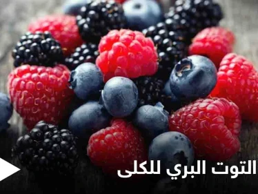تعرف على فوائد التوت البري للجهاز البولي والكلى وطرق استخدامه لتحقيق أقصى فائدة ممكنة
