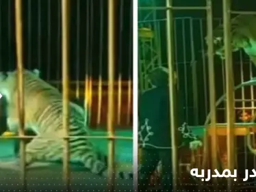 شاهد|| نمر يغدر بمدربه في عرض مباشر وسط ذهول الجماهير - وكالة ستيب نيوز