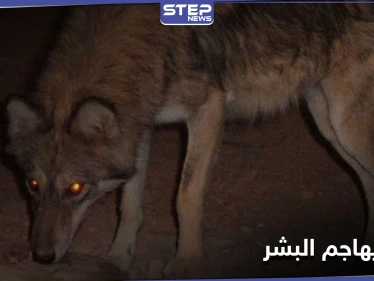 بالصور|| في حادثة نادرة.. ذئب يهجم على منزل بريف دير الزور ويخطف رضيعاً ويجرح آخرين