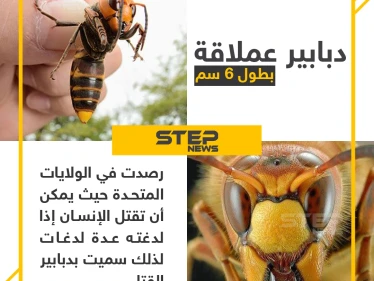 انتشار "الدبابير القاتلة" في الولايات المتحدة الأمريكية