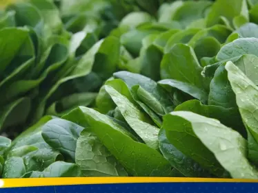 السبانخ النيئة أم المطبوخة.. أيهما أكثر فائدة للصحة؟ - وكالة ستيب نيوز