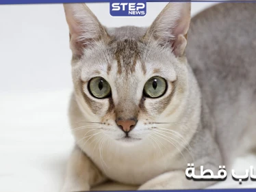 باسل واحمد المتحرشين بالقطة يتصدر قائمة الترند في "تويتر".. واستنكار واسع من المشهد