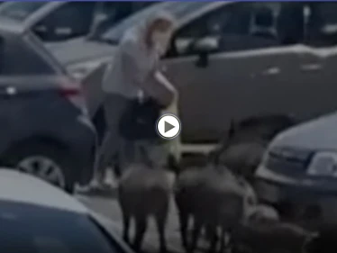 بالفيديو|| الخنازير البرية تخطط لسرقة امرأة وتحاصرها.. شاهد ردة فعلها