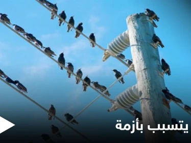 غراب يتسبب بإغراق عاصمة عربية في الظلام الدّامس وإحالة مسؤولين للتحقيق