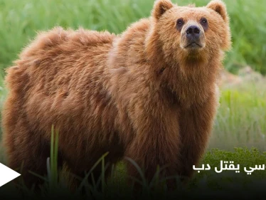 ملاكم روسي شهير يطعن دب ضخم حتى الموت انتقاماً لموت صديقه
