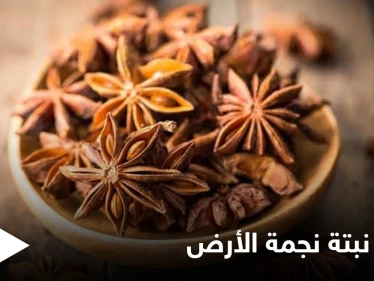 نجمة الأرض لعلاج الجهاز الهضمي وهشاشة العظام وفوائد أخرى تعرف عليها