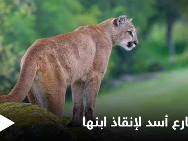 أم أمريكية شجاعة تقاتل أسداً جبلياً بيديها العاريتين بعد مشاهدته يجر ولدها الصغير