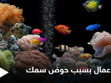 حوض أسماك الزينة يتسبب بمقتل عمال في الإمارات والسلطات تحقق في الحادثة
