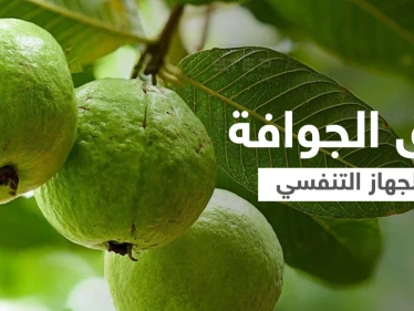 فوائد ورق الجوافة للجهاز التنفسي وعلاج أعراض الإنفلونزا إليك أهم المعلومات