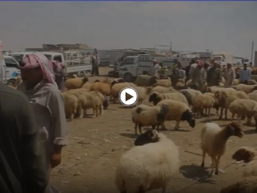 بالفيديو | انخفاض أسعار المواشي في البادية السورية مع انتعاش الأسواق قبل عيد الأضحى