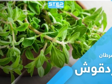 نبات البردقوش.. لعلاج السرطان وأمراض العصر الجديد