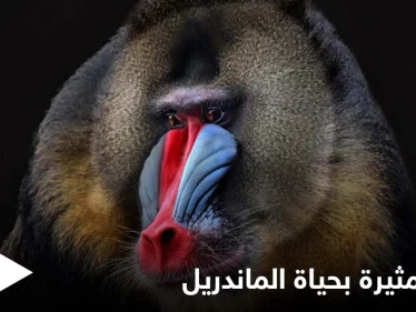 أسنانه تشير إلى جنسه وتحدد قدرته على الإنجاب.. حقائق غريبة في حياة "الماندريل" أكبر قرود العالم القديم الملونة