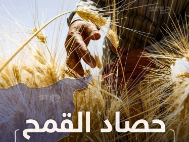 بدء موسم حصاد القمح بريف الكسوة جنوب دمشق
