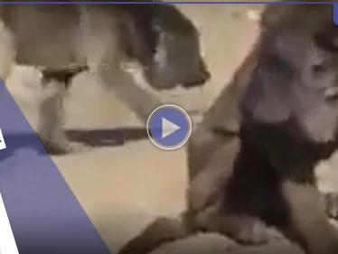 بالفيديو|| العثور على حيوان غريب مثير للدهشة في العراق يجمع بين الأسد والكلب
