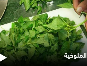 أوراق الملوخية.. فوائد ومحظورات صحية