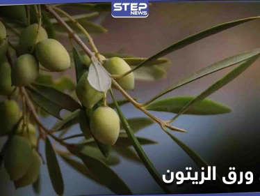 تعرف إلى فوائد ورق الزيتون واستخداماته الطبيعية لعلاج مرض السكري ومضاعفات السُمنة