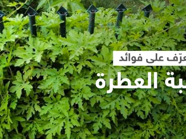 تعرف على فوائد عشبة العطرة لعلاج الالتهابات والتخلص من السموم وأعراضها الجانبية