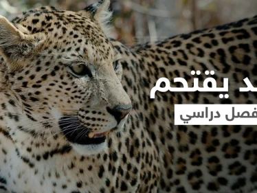 بالفيديو|| بطريقة متوحشة فهد يقتحم فصل دراسي ويكشر عن أنيابه ويثير الذعر بين الطلاب ويصيب أحدهم بجروح