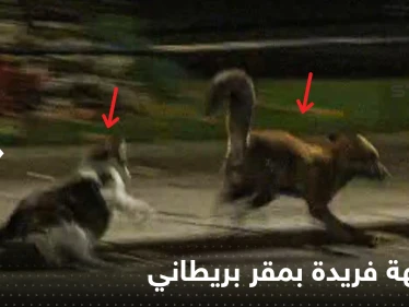 قط وثعلب.. مقر حكومة بريطانيا يشهد مواجهة فريدة من نوعها