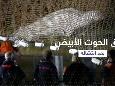 بالفيديو || نفوق الحوت الأبيض بعد انتشاله من نهر السين