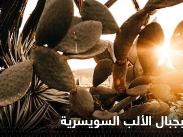 صحيفة: العثور على نبتة تنذر بكارثة مناخية على جبال الألب السويسرية