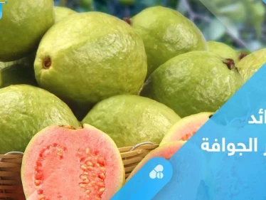 عصير الجوافة.. فوائد لا حصر لها تعرف عليها